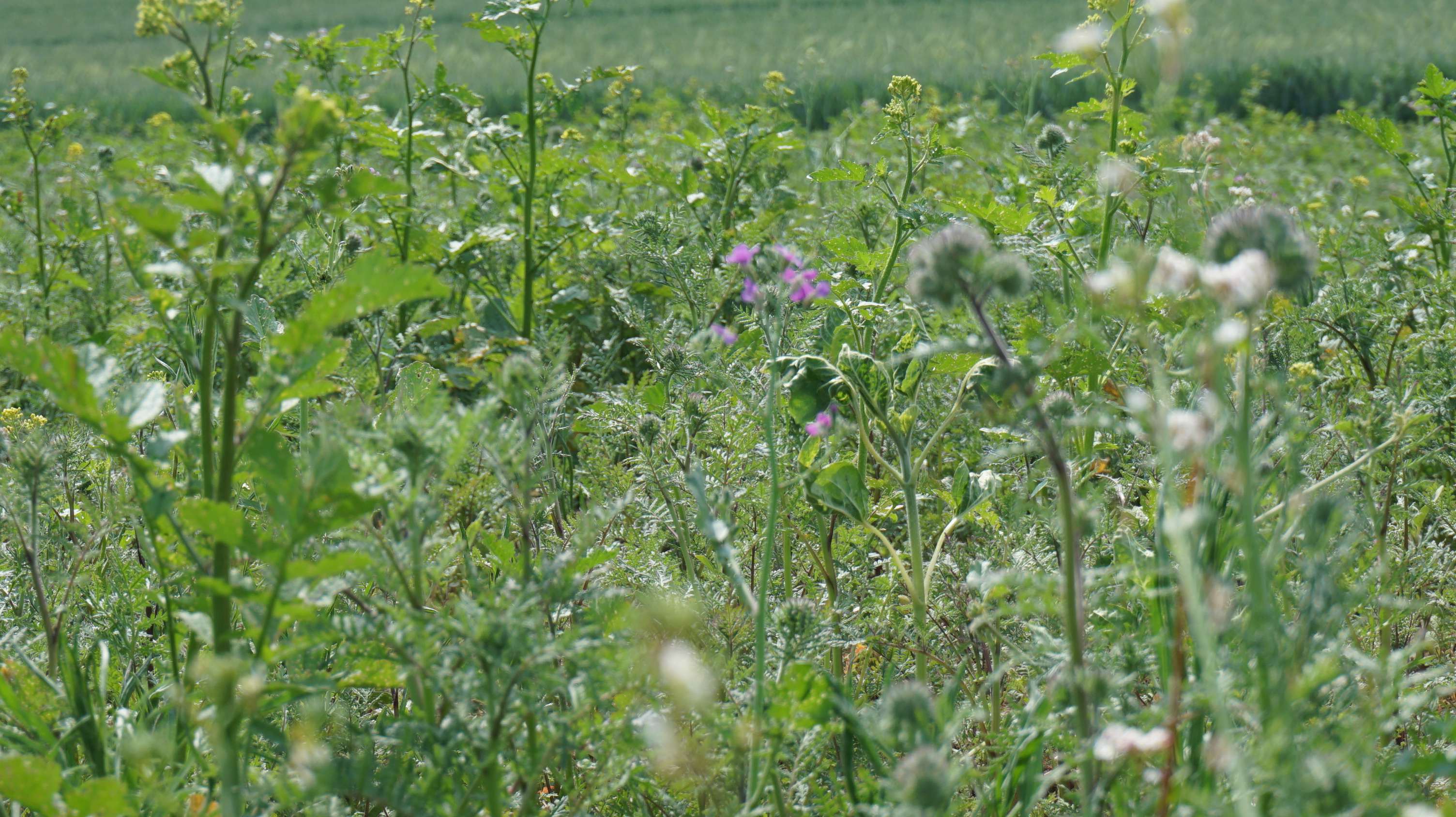 Blumenwiese