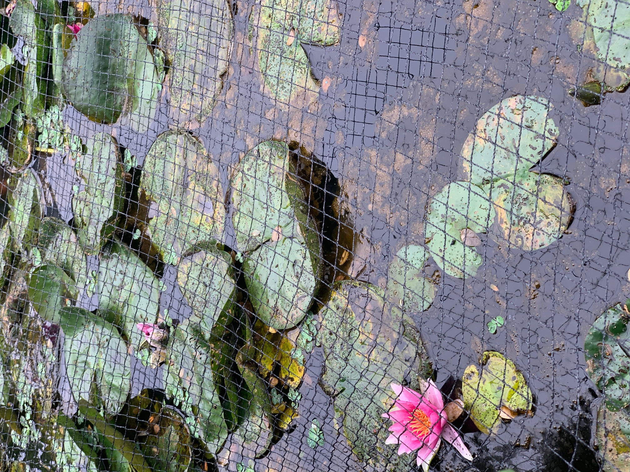 Belag auf Teich HobbyGartenteich