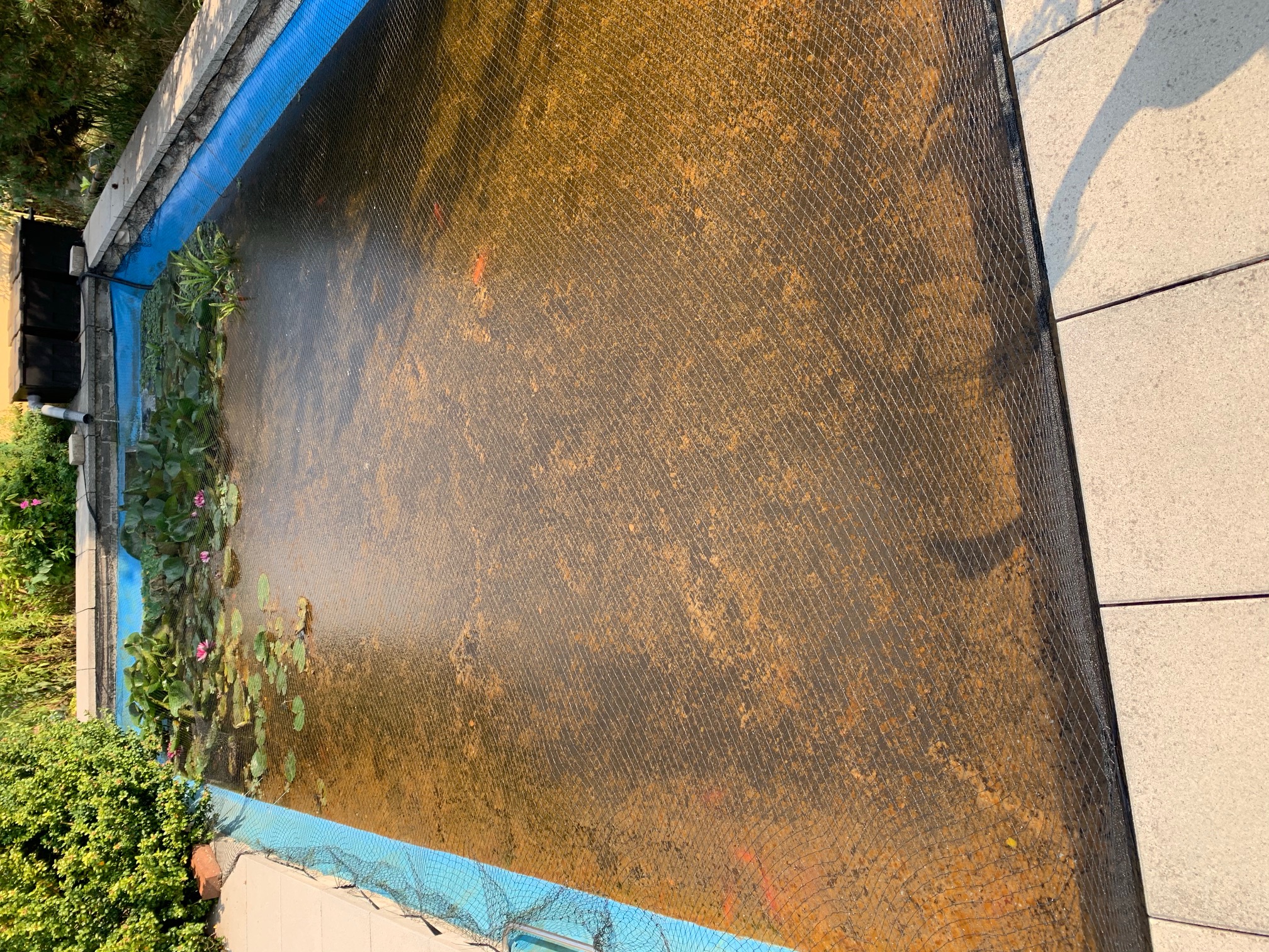 Belag auf Teich HobbyGartenteich
