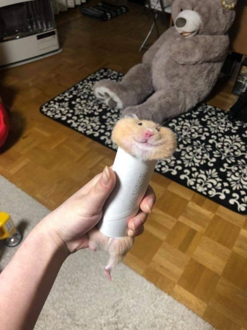 menhmprd.jpg
