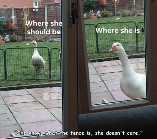 w3gmhiow.jpg