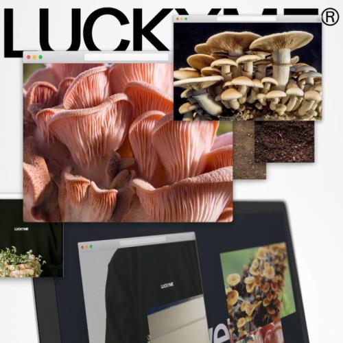 LuckyMe Advent Calendar 20 (2020)