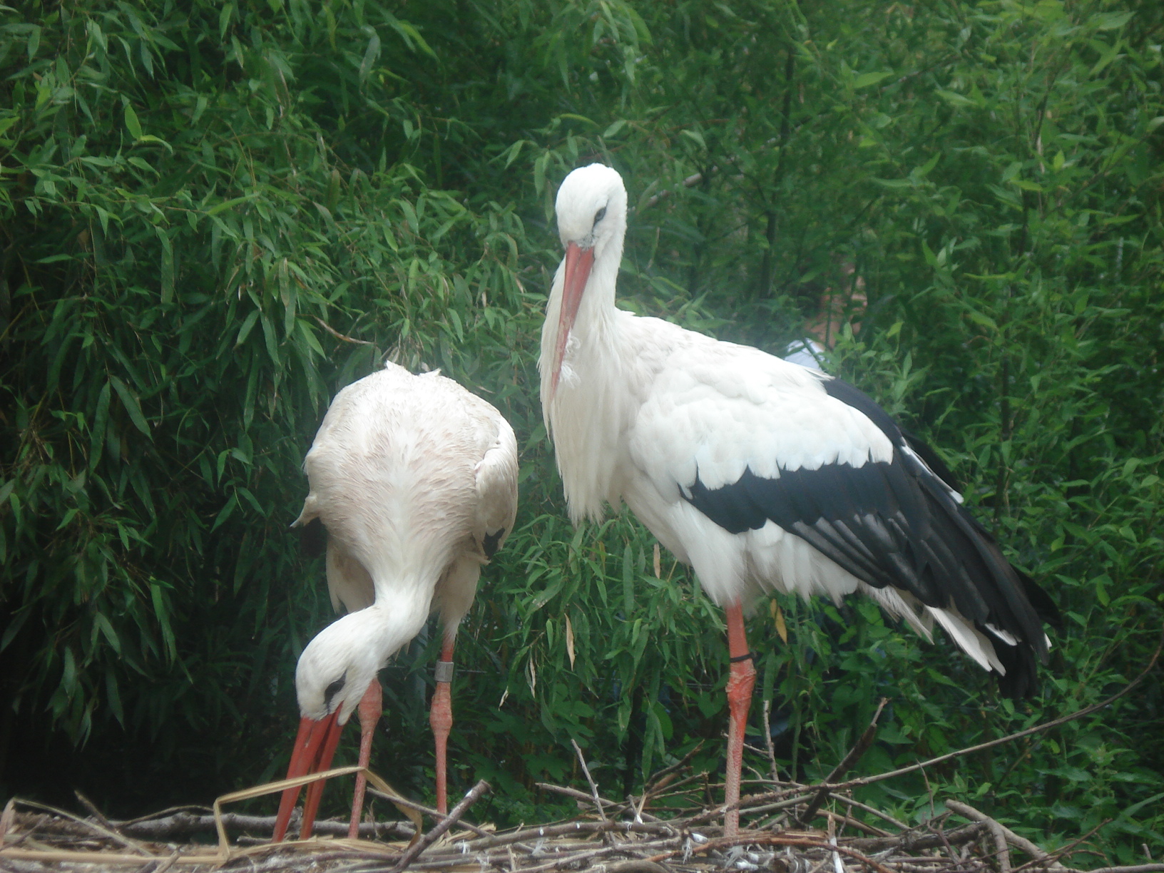 Zoo Besuch am 12.7. 2